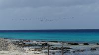 Flamingos auf dem Weg nach Bonaire