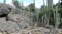 Kakteen auf Bonaire