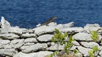 Leguan auf Bonaire