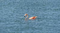 Flamingo Curracao