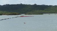 Flamingos Curacao
