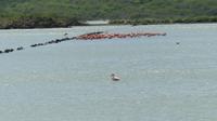Flamingos in den Salzpfannen von Curacao