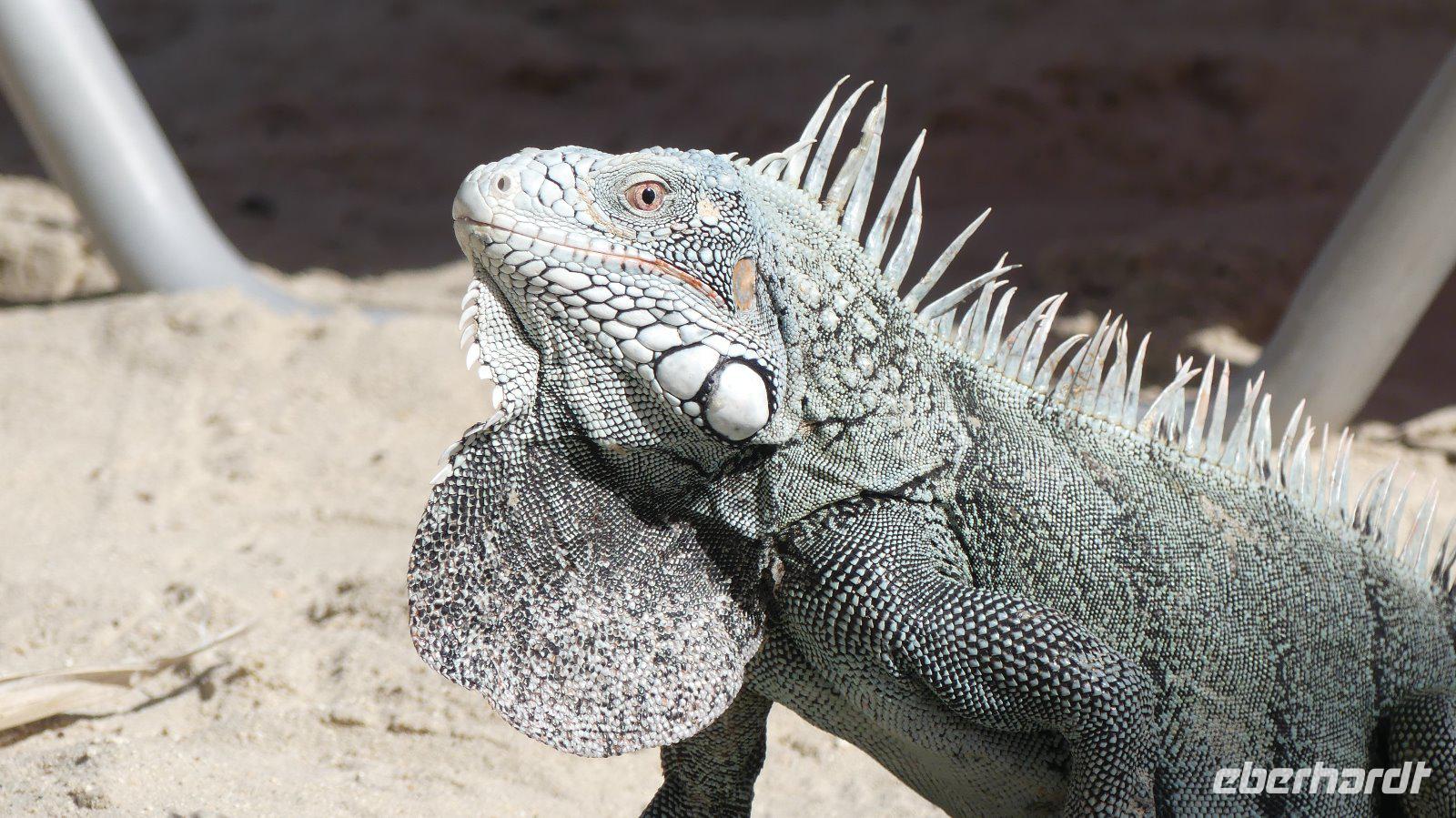 Leguan auf Curacao (2)