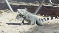 Leguan auf Curacao