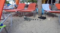 Strandbesucher - Leguan auf Curacao