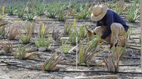 Aloe Vera Plantage auf Aruba