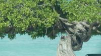 Divi Divi Baum, Aruba
