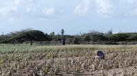 Ernte auf der Aloe Plantage, Aruba