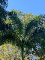 Palmenliebe in der Karibik