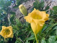 Blütenpracht in Altos de Chavon