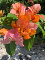 Blütenpracht in Altos de Chavon