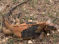 Große und kleine Leguane ...