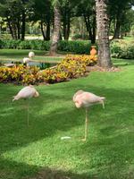 Flamingos in der Hotelanlage Hilton La Romana