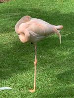 Flamingos in der Hotelanlage Hilton La Romana