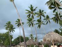 Palmenliebe in der Karibik