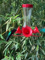 Kolibris im Balata-Garten auf Martinique