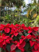 Weihnachtssterne unter Palmen
