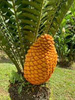 Traumhaft schöner Balata-Garten auf Martinique