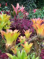 Traumhaft schöner Balata-Garten auf Martinique