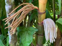 Tropische Pflanzenpracht im Balata-Garten