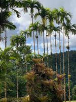 Palmenliebe in der Karibik