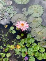 Tropische Pflanzenpracht im Balata-Garten