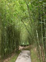 Bambusweg im Balata-Garten