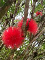 Tropische Pflanzenpracht im Balata-Garten