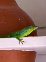 Einheimische im Balata-Garten