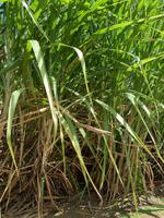 Rum-Destillerie Clément auf Martinique - Zuckerrohr