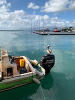 Am Fischmarkt in Pointe-à-Pitre
