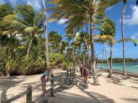 Palmenliebe in der Karibik