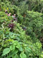 Kleiner Abstieg zum Hibiscus-Wasserfall