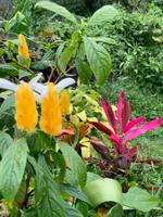 Pflanzenpracht auf Dominica