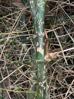 Bambusliebe auf Dominica