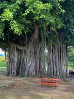 Botanischer Garten in Roseau