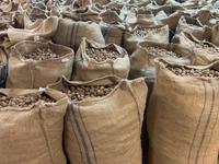 Muskatnüsse über Muskatnüsse 