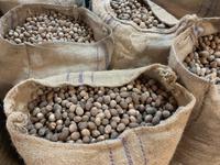 Muskatnüsse über Muskatnüsse 