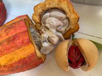 Kakaofrucht und Muskatnuss