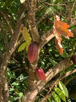Kakaobäume auf Grenada