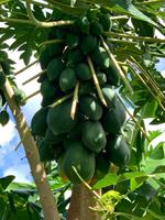 Papayabaum auf Grenada