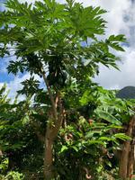 Üppige Pflanzenwelt auf Grenada