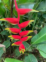 Pflanzenpracht auf Grenada