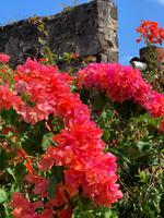 Blütenpracht in der Westerhall-Anlage