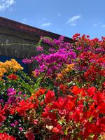 Blütenpracht in der Westerhall-Anlage