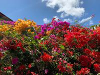 Blütenpracht in der Westerhall-Anlage