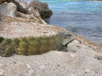 Bon bini auf Curacao!