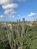 Kakteenvielfalt auf den ABC-Inseln