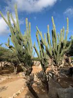 Kakteenvielfalt auf den ABC-Inseln