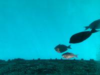 Ausblick vom Glasbodenboot